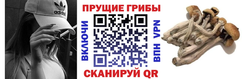 Псилоцибиновые грибы Cubensis  Мезень 